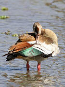 Egyptian Goose