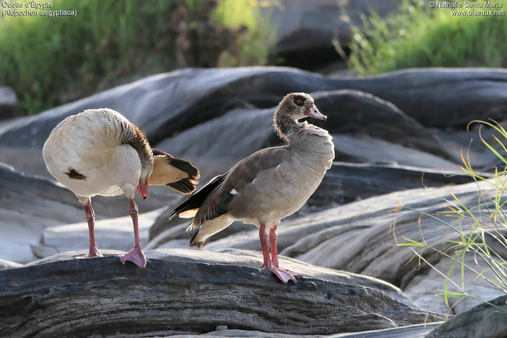 Egyptian Gooseadult, habitat