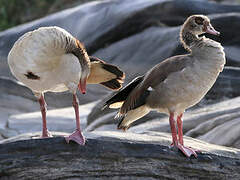 Egyptian Goose