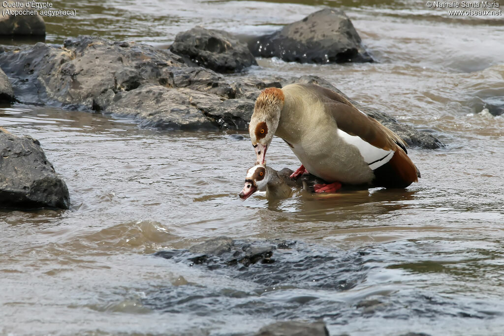 Egyptian Gooseadult, habitat, mating.