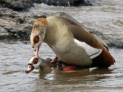 Egyptian Goose