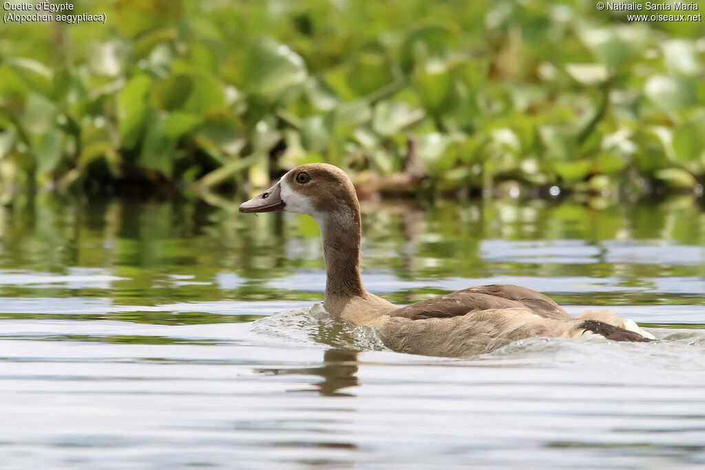 Ouette d'Égyptejuvénile, identification, habitat, nage