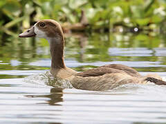 Egyptian Goose