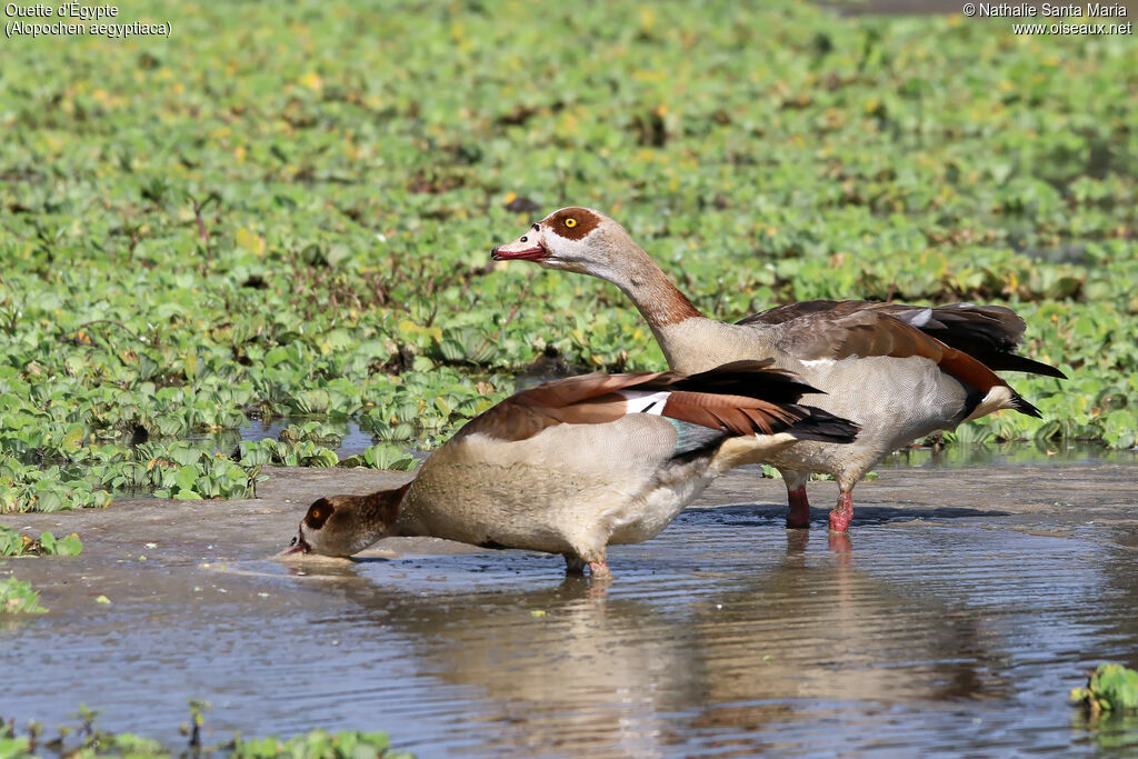 Egyptian Gooseadult, habitat, drinks