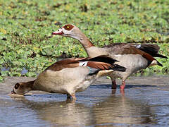 Egyptian Goose