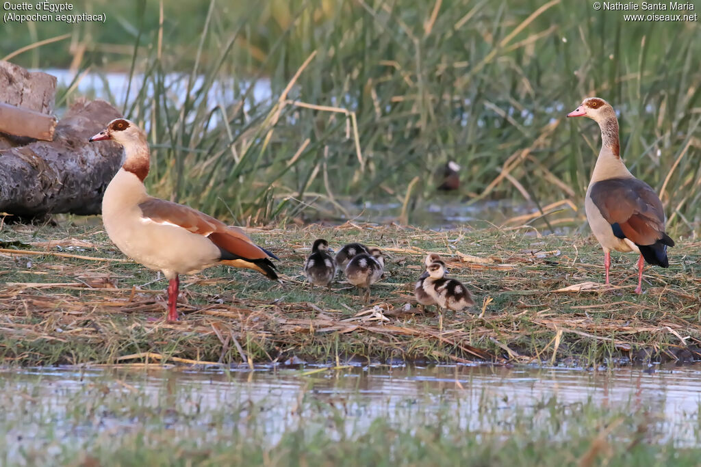 Egyptian Goose, identification, habitat