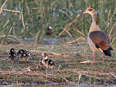 Egyptian Goose