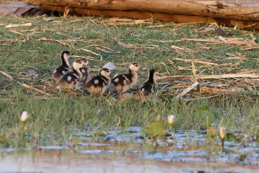 Ouette d'ÉgyptePoussin, habitat