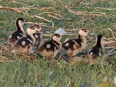 Egyptian Goose