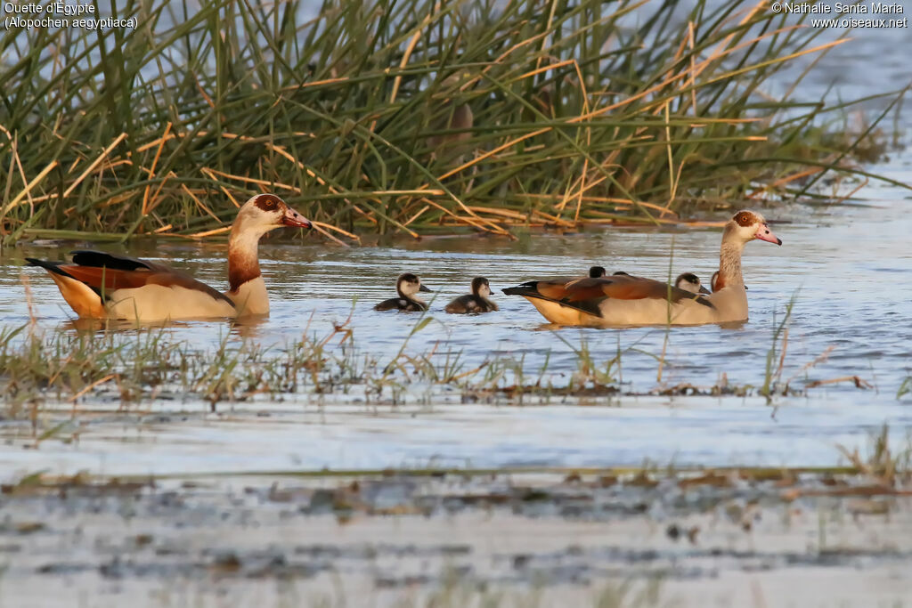 Egyptian Goose, identification, habitat, swimming