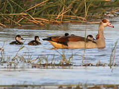 Egyptian Goose