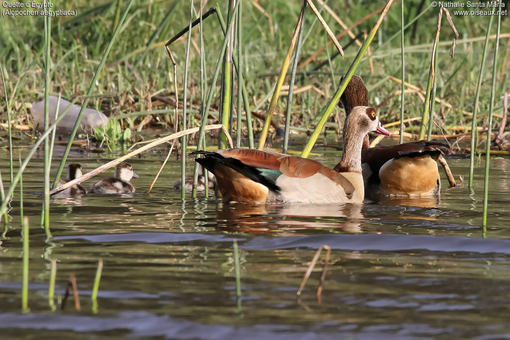 Ouette d'Égypte, identification, habitat, nage