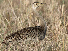 Black-bellied Bustard