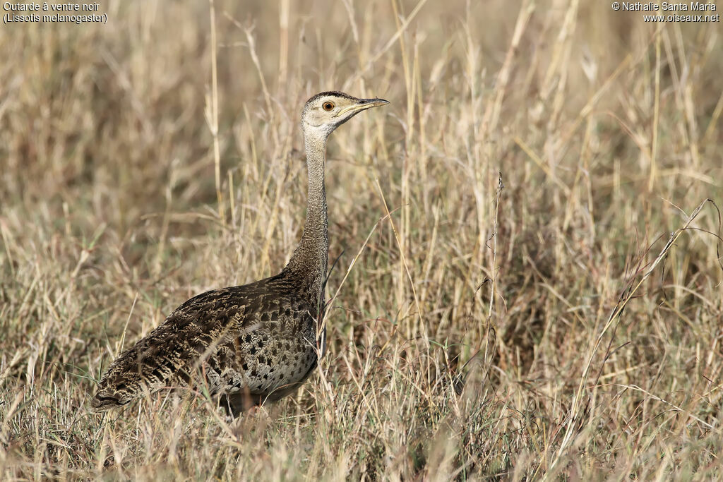 Black-bellied Bustard female adult, identification, habitat, walking