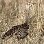Outarde à ventre noir