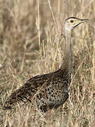 Black-bellied Bustard