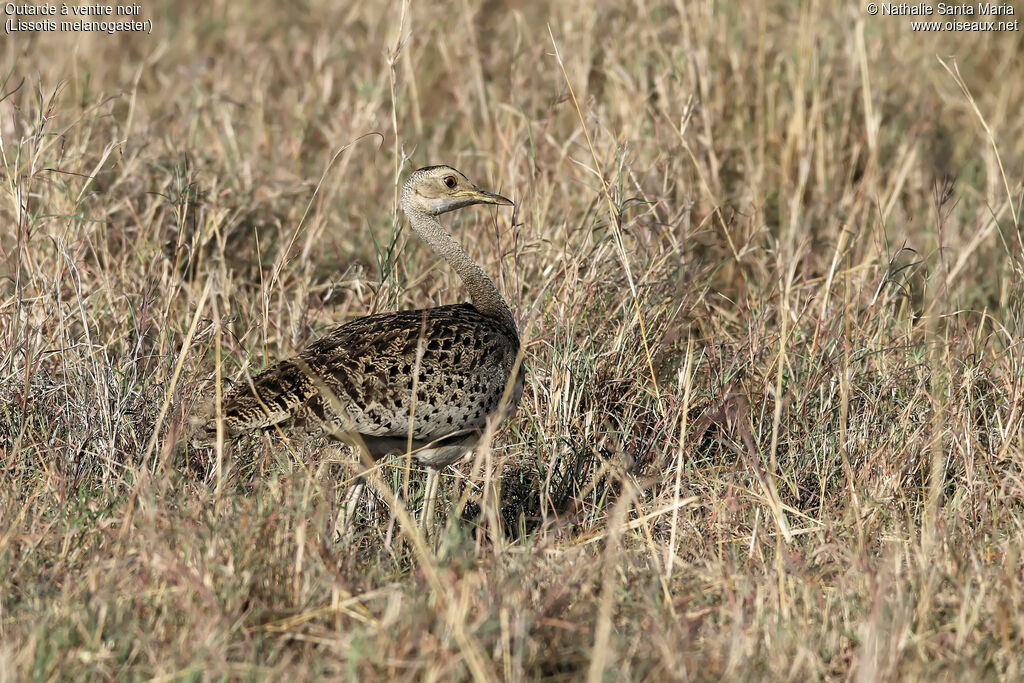 Outarde à ventre noir femelle adulte, identification, habitat, marche