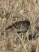 Black-bellied Bustard