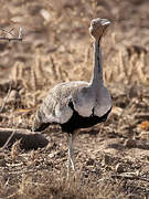 Buff-crested Bustard