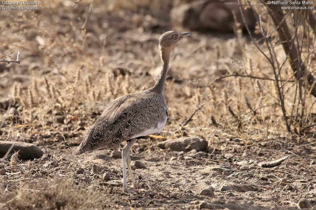 Buff-crested Bustardadult, habitat, walking