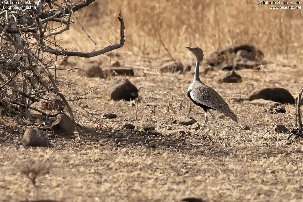 Buff-crested Bustardadult, habitat, walking