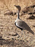 Buff-crested Bustard