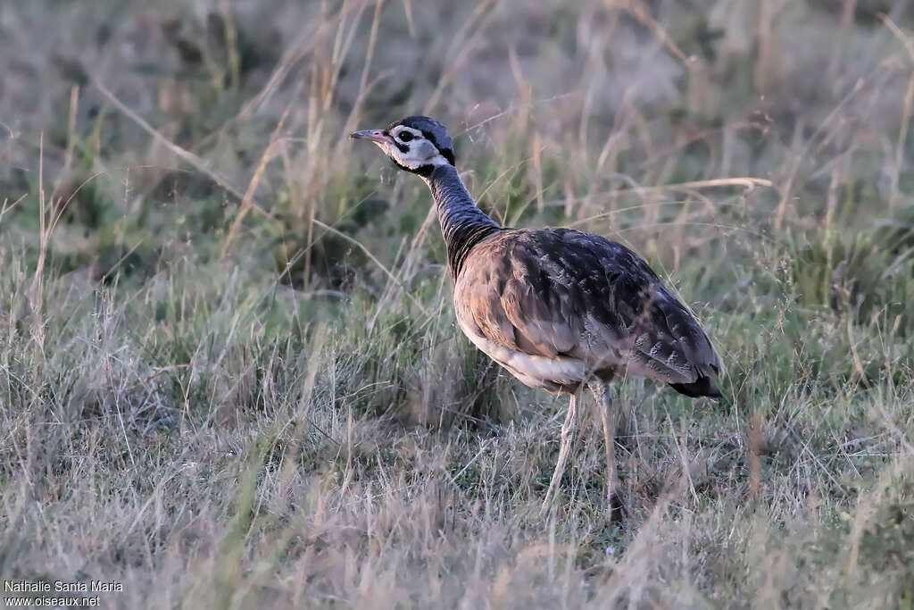 White-bellied Bustard male adult, walking