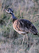 White-bellied Bustard