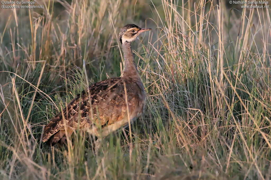 Outarde du Sénégal femelle adulte, identification, habitat, marche