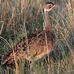 Outarde du Sénégal