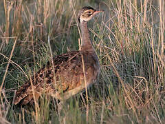 White-bellied Bustard