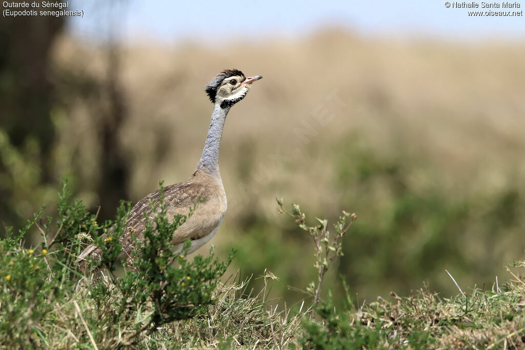 White-bellied Bustard male adult, identification, walking