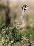 White-bellied Bustard