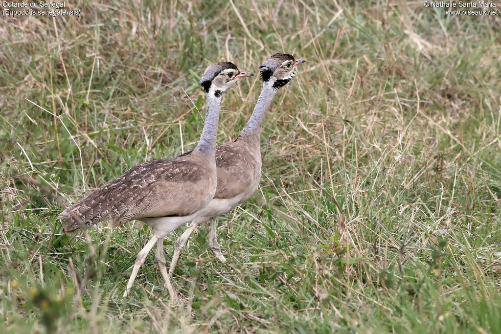 Outarde du Sénégal mâle adulte, identification, habitat, marche