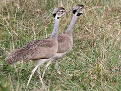 White-bellied Bustard