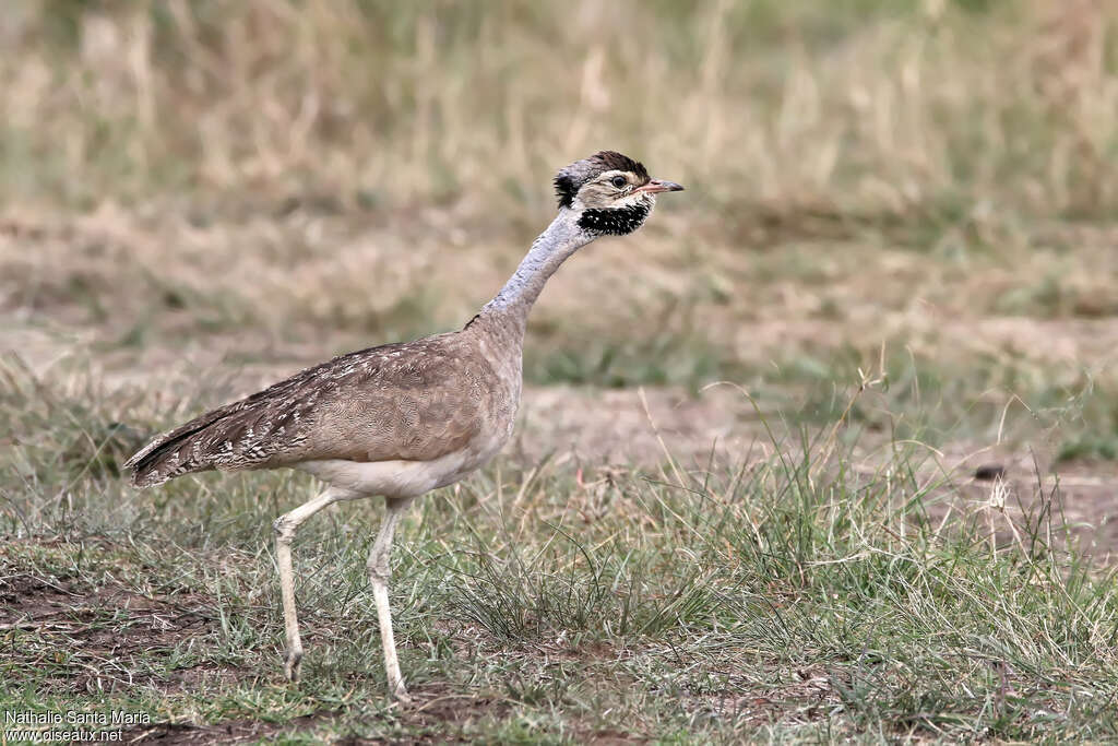 White-bellied Bustard male adult, identification