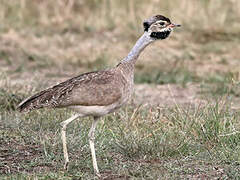 White-bellied Bustard