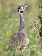 White-bellied Bustard