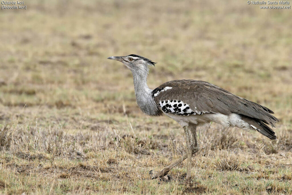 Outarde kori mâle adulte, identification, habitat, marche