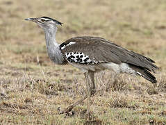 Kori Bustard