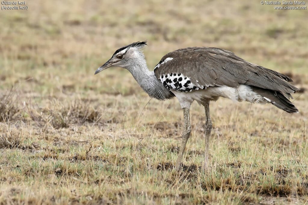 Kori Bustard male adult, identification, habitat, walking