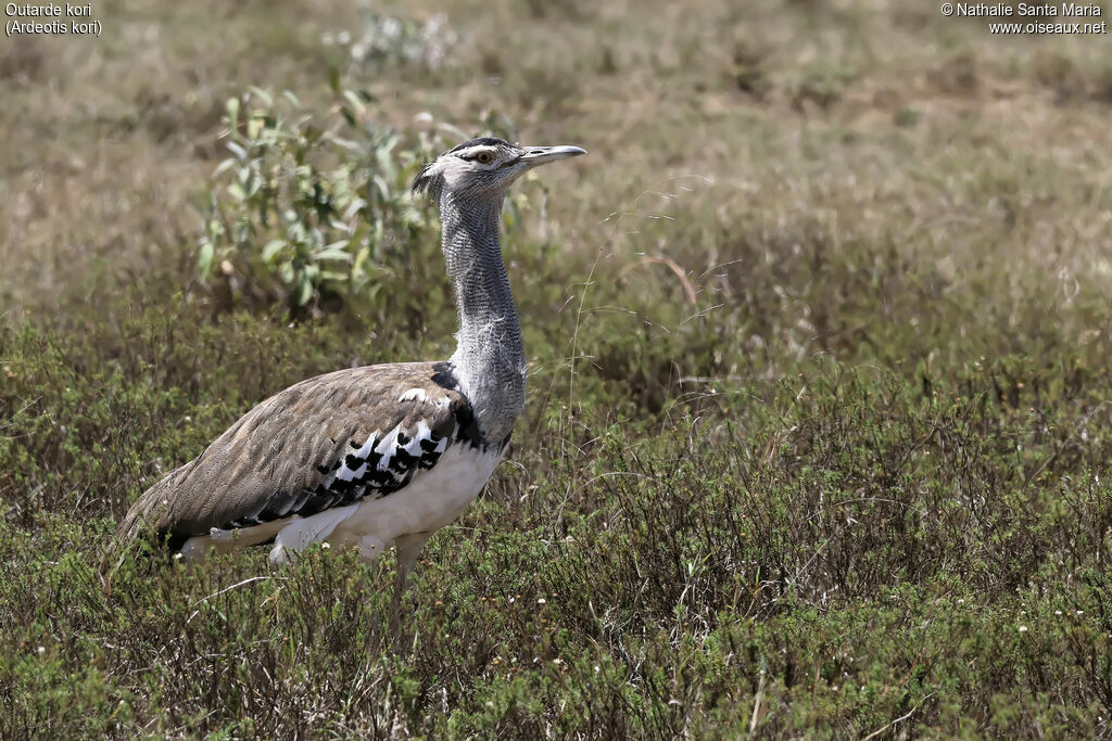 Outarde koriadulte, identification, habitat