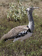 Kori Bustard