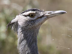 Kori Bustard