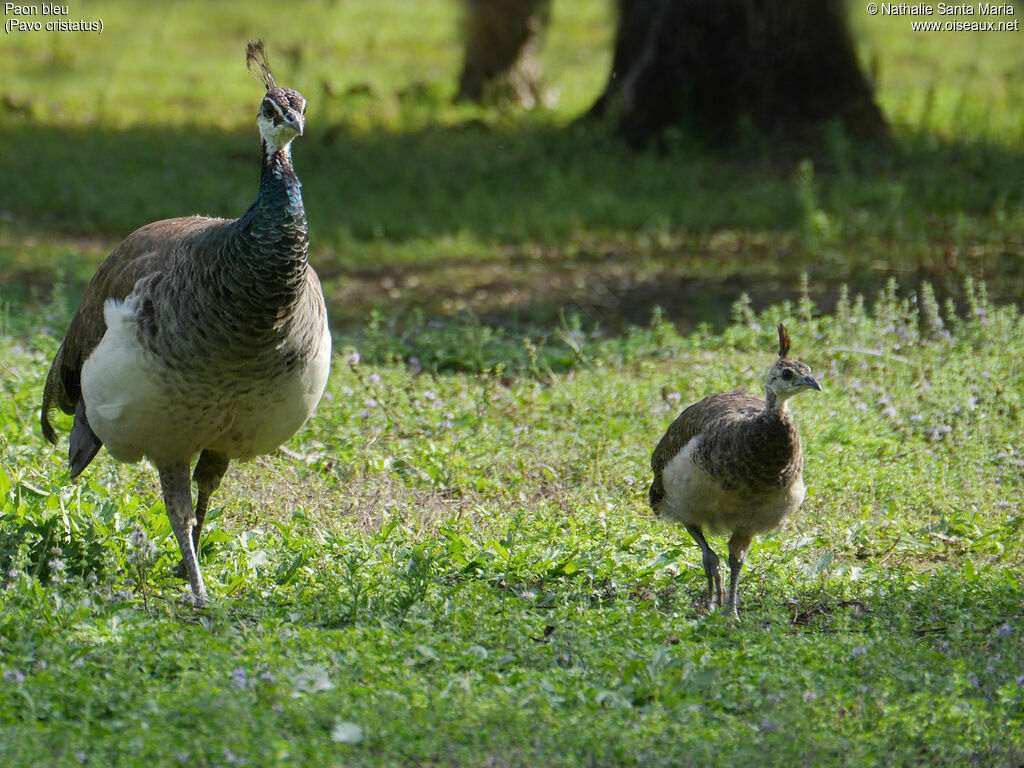 Indian Peafowljuvenile