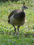 Indian Peafowl