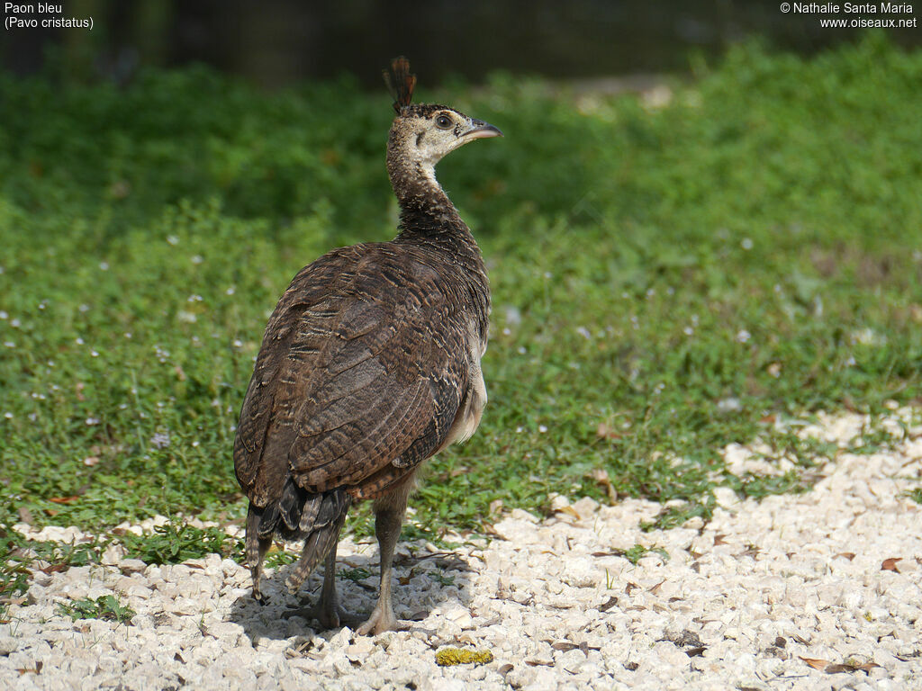 Indian Peafowljuvenile, identification