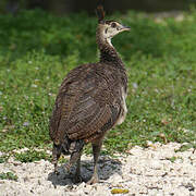 Indian Peafowl