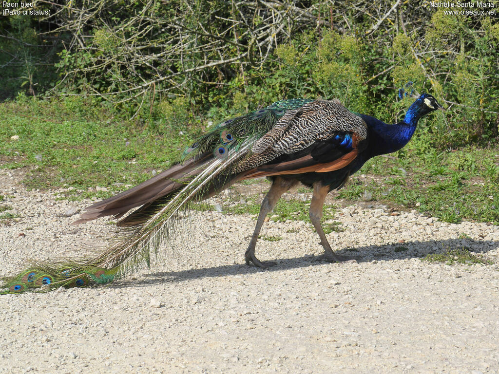 Paon bleu mâle adulte nuptial, identification, marche