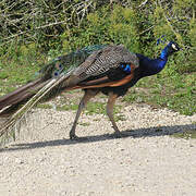 Indian Peafowl